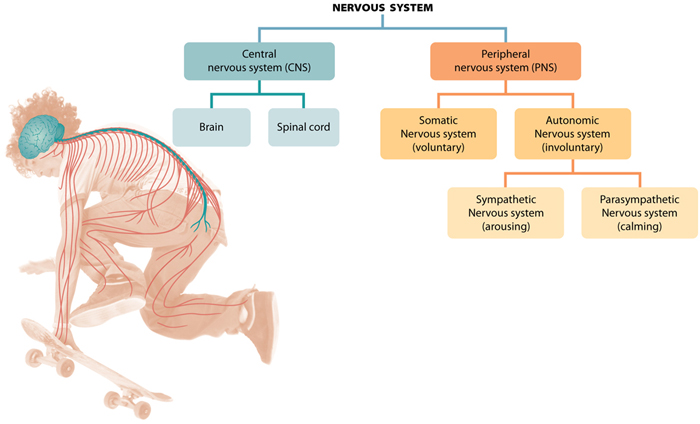 the-nervous-system